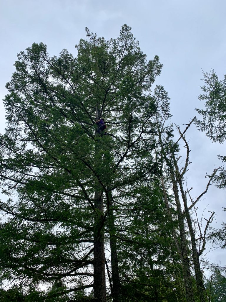 Clearing limbs for hanging the antenna